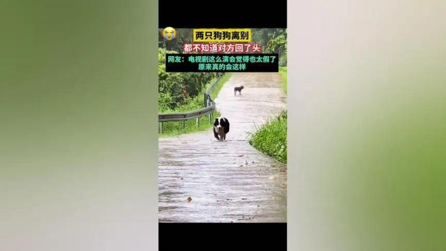 两狗分别的场景像极了演电视剧：每走几步就忍不住回头望