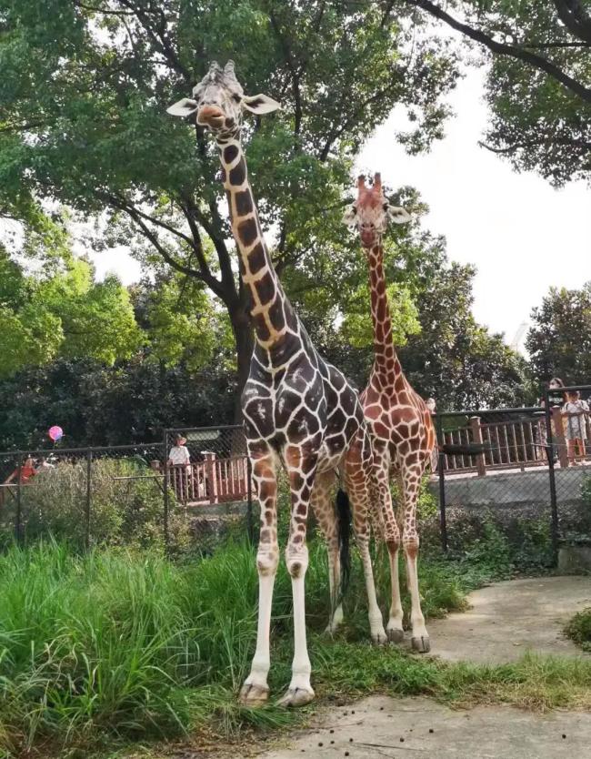 紅山動物園網(wǎng)紅長頸鹿去世 圣誕留下美好回憶