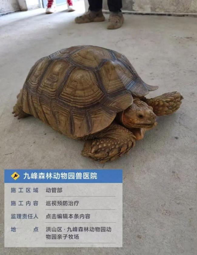 武漢市民圍觀陸龜過(guò)斑馬線 蘇卡達(dá)陸龜獲救助