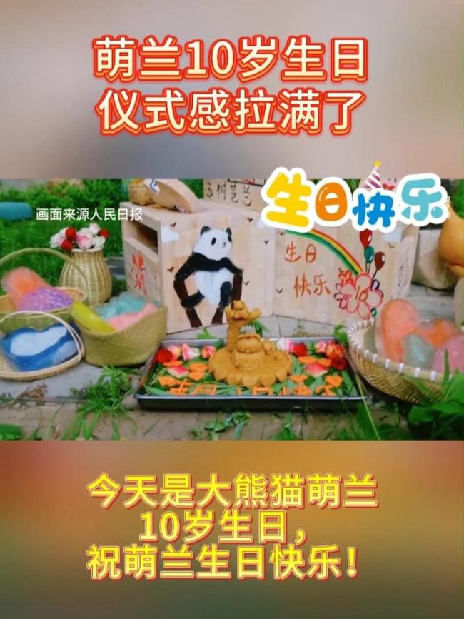 大熊貓“萌蘭”10歲生日儀式感拉滿 奶爸奶媽送驚喜