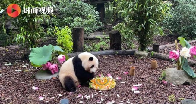 熊猫界顶流过生日的排面 姐妹花五岁庆生引关注