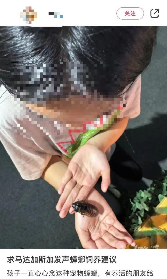 業(yè)主誤將鄰居的寵物螳螂當(dāng)蟑螂噴殺 異寵引發(fā)鄰里糾紛