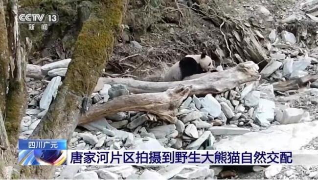 野生雄性大熊猫求偶行为被拍 珍贵影像记录成功交配