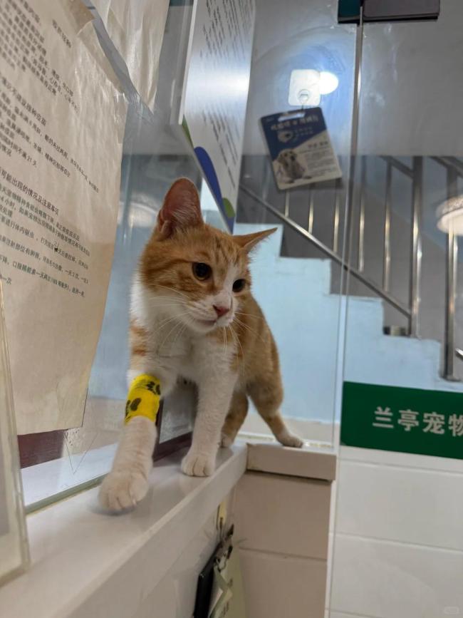 小貓疑困高樓近一月靠捕鳥鼠續(xù)命 愛心救援終獲救