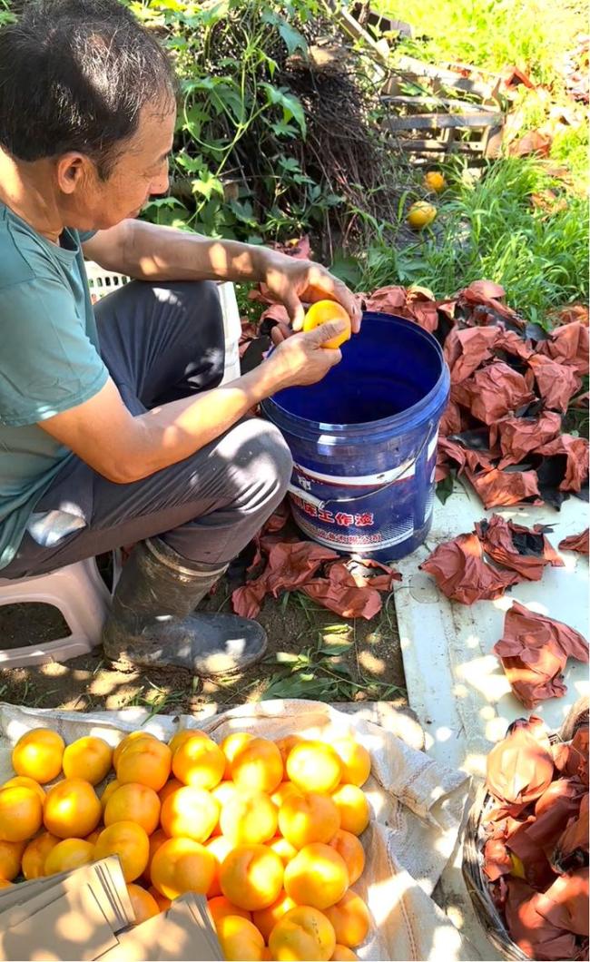 今夏北京西瓜大桃都比往年甜,？聽聽專家和種植戶怎么說(shuō) 糖度數(shù)值更高