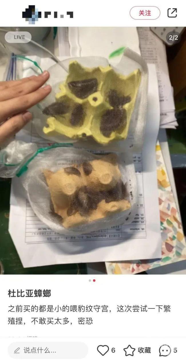 男子誤殺鄰居寵物賠償400元 異寵飼養(yǎng)引爭議