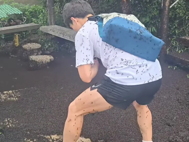 韩国首都圈遭爱情虫侵袭 漫天飞舞扰民