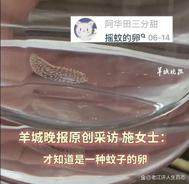 女子喝半杯隔夜水后發(fā)現(xiàn)蚊子卵 夏日飲水需謹慎