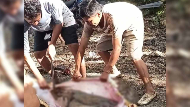 印尼一老人被巨蟒吞食后死亡 村民合力制服巨蟒