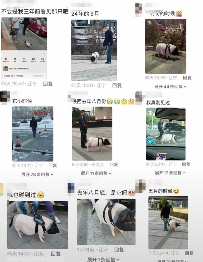遛豬引圍觀主人稱買的小香豬長大了 六年成長記