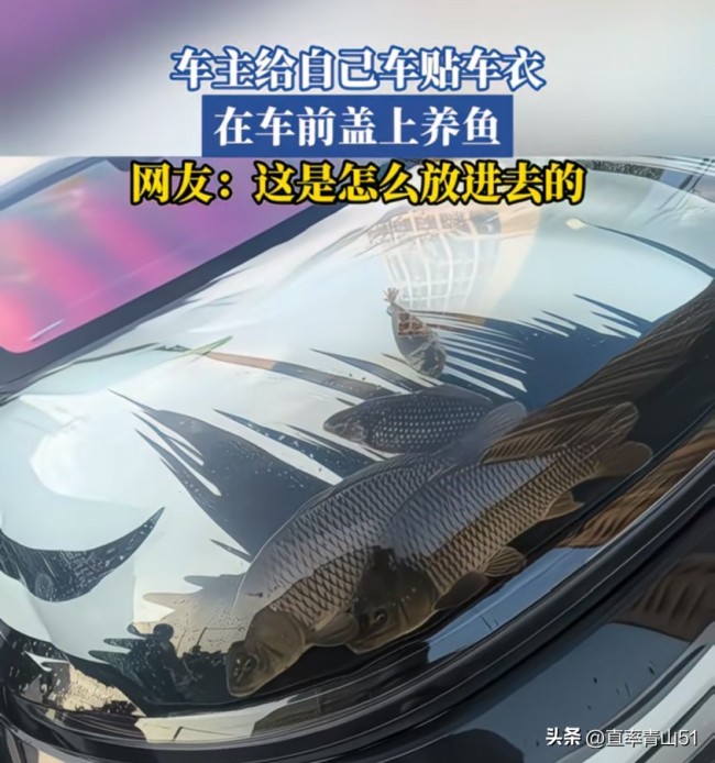 車主腦洞大開貼透明車衣養(yǎng)魚，網(wǎng)友：天熱會(huì)變水煮魚嗎,？