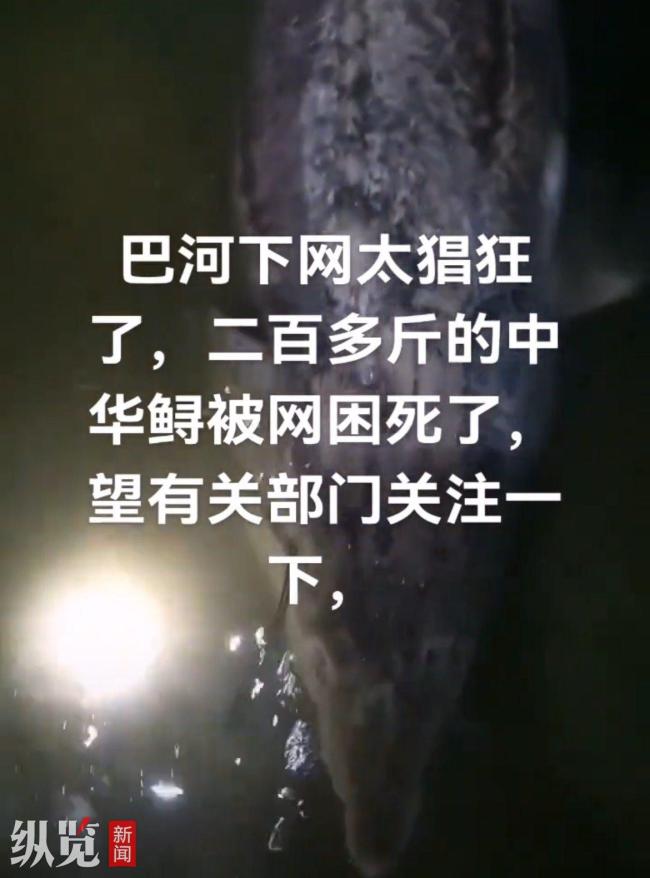 湖北现一条200斤大鱼尸体 实为杂交鲟鱼