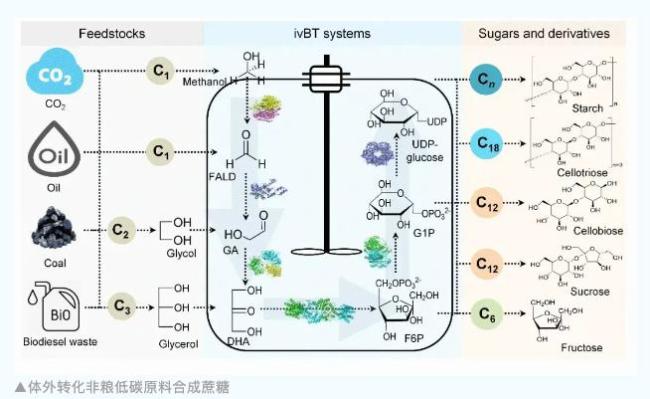 我國(guó)科學(xué)家把二氧化碳變成了糖 開(kāi)創(chuàng)非種植制糖新途徑