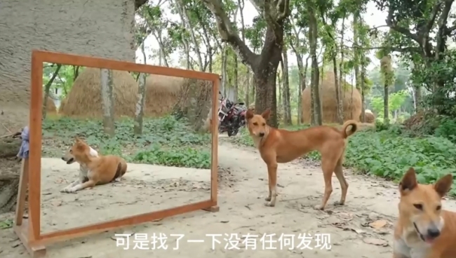 狗狗和主人照鏡子式互動