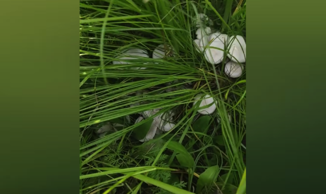 內(nèi)蒙古草原驚現(xiàn)“蘑菇圈”！呼倫貝爾大草原出蘑菇了
