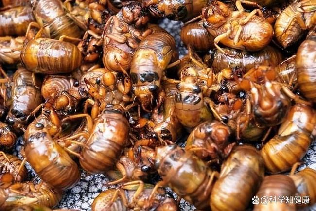 男子連吃數(shù)只知了猴進醫(yī)院 高致敏食物需警惕