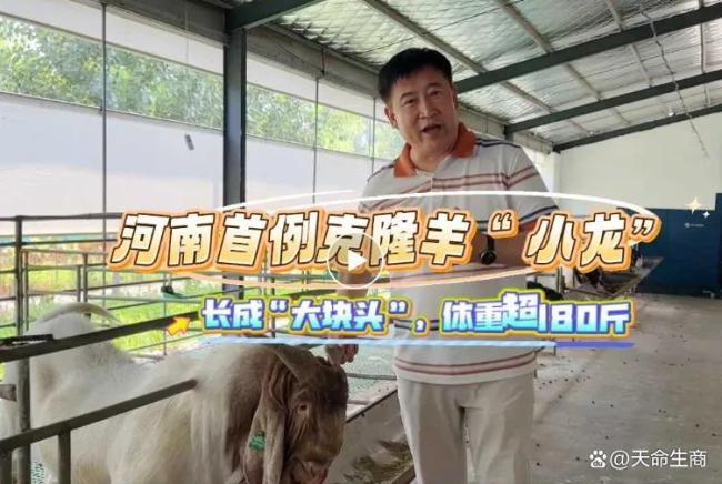 商丘克隆羊19个月长180斤