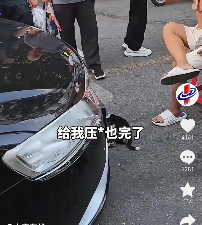 狗被撞死狗主人攔車不讓走 交警：狗主人全責(zé)