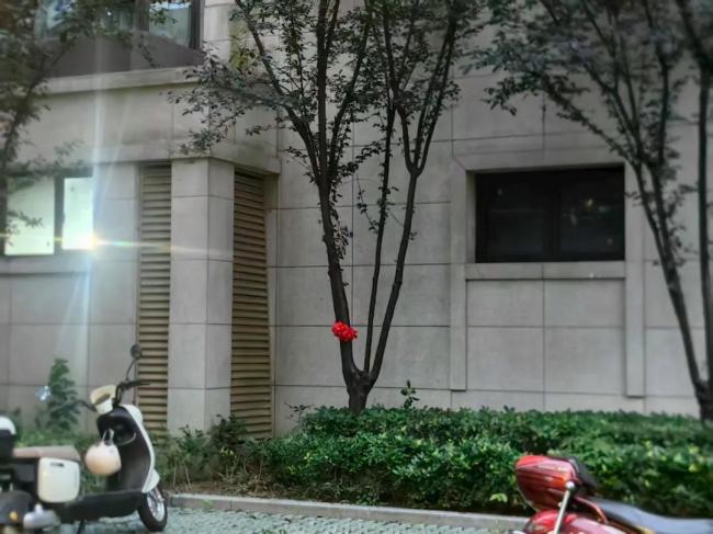 墜樓生還男童父親給樹系紅花 奇跡生還引發(fā)關(guān)注