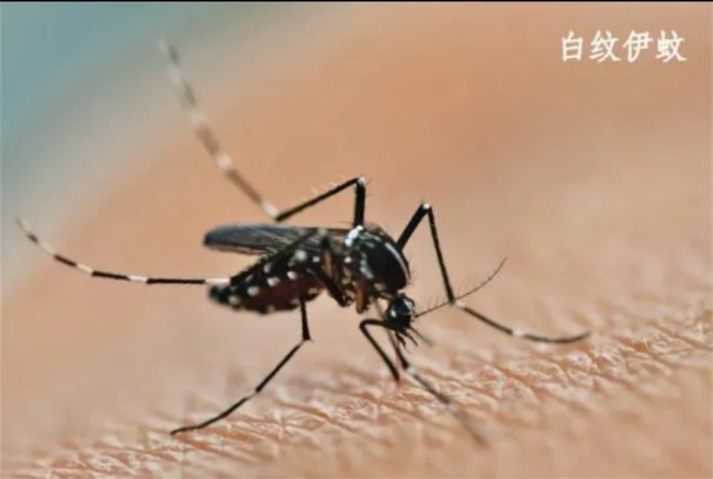 北京疾控发布健康提示：这两个时段需注意！警惕基孔肯雅热