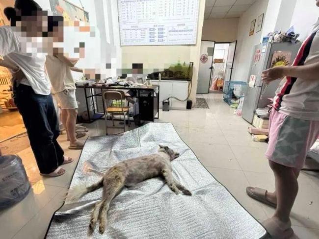 狗被放烘干箱1小时活活烤死 宠物店悲剧引发关注
