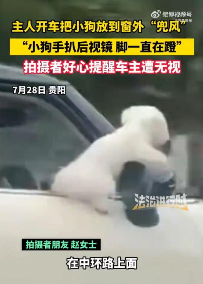 主人开车小狗手扒后视镜脚一直蹬