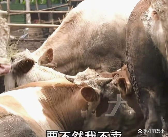 8吨牛肉卖38万 收到货款被冻结 老实人遭骗背锅