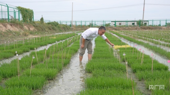 【牢記囑托·看見美好中國】培育良種“中國芯” 端牢中國飯碗