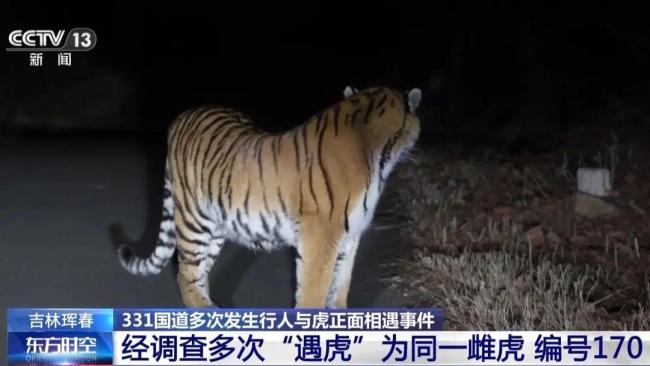 村民白天驾车偶遇东北虎 人虎安全边界引关注