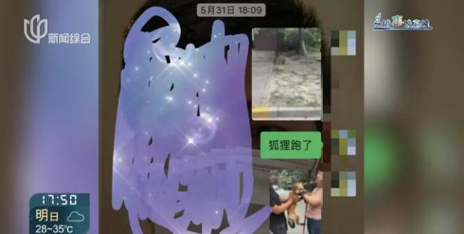 上海一小区有人遛北美赤狐 居民担忧安全问题