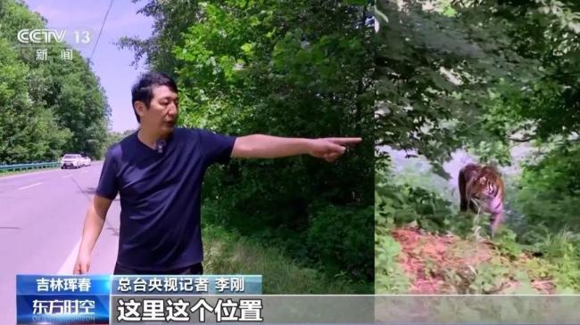 村民白天驾车偶遇东北虎