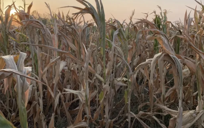 河南遇2000年以來最嚴重旱情？河南旱情如何？哪些地方最嚴重