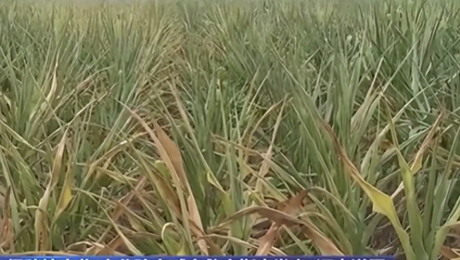 河南多地出现干旱灾情：极端温度高、过程雨量小、持续时间长