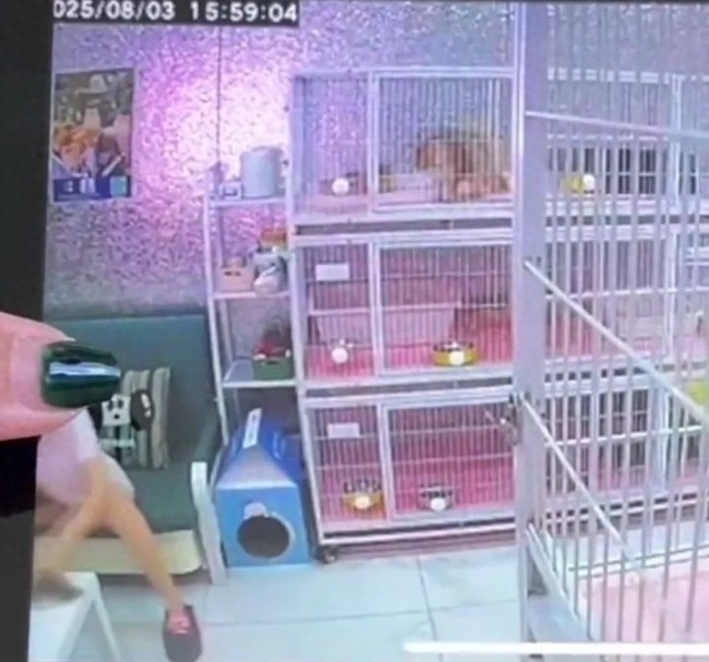 沈阳虐猫事件处理情况 律师：心情不好绝非损害他人财物正当理由