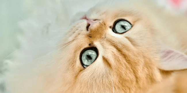 今天是国际猫咪日 温柔以待每一个生命