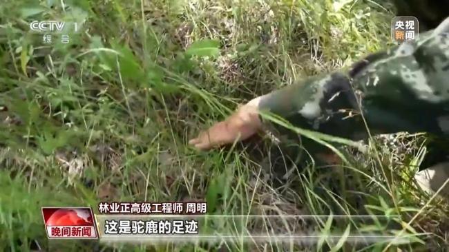 停伐十年 看“綠色寶庫(kù)”大興安嶺的轉(zhuǎn)型路→