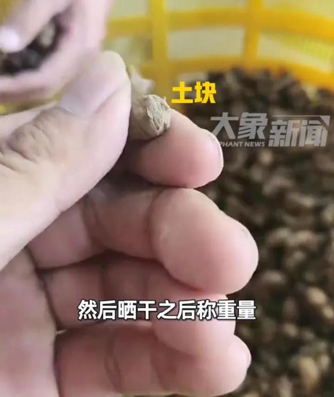 450元1斤的蝉蜕被塞满泥土增重！