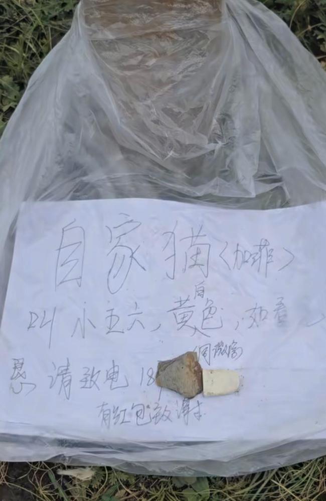 土拨鼠把加菲猫拐进洞？当地回应 猫咪已安全找回