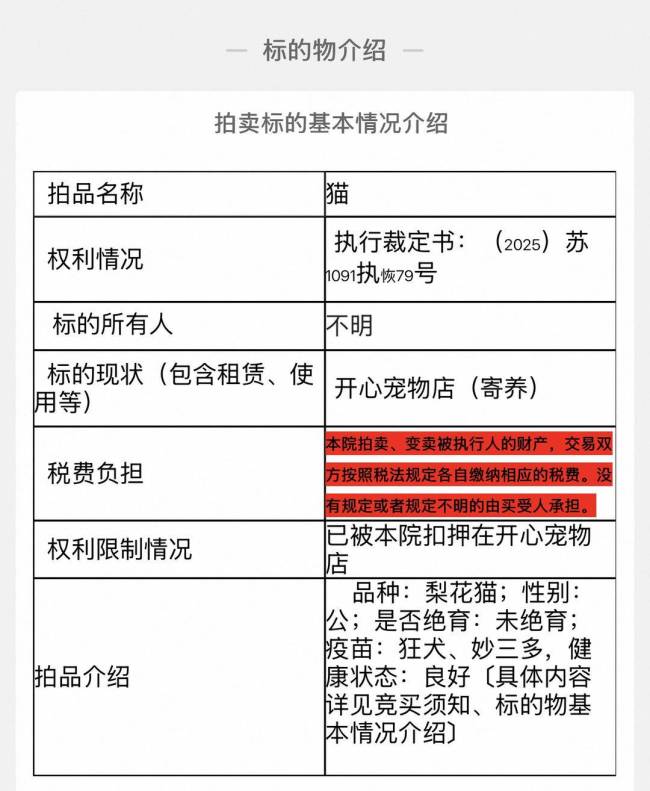 宠物店回应狸花猫被500元拍卖 普通田园猫引关注