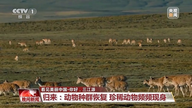看見美麗中國丨三江源20年蛻變:千湖歸來 “中華水塔”煥新生