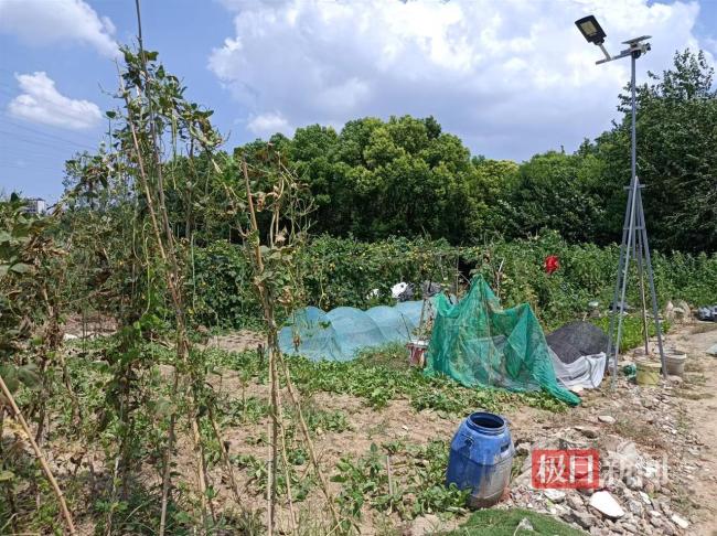 種菜人稱有人提袋偷菜像進(jìn)貨