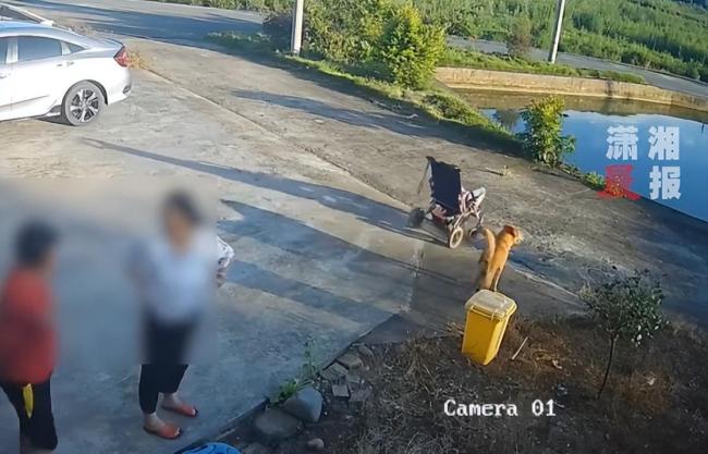 镇政府回应婴儿车滑入鱼塘