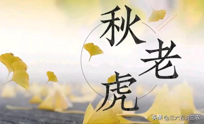 “雨雪多不多，就看出伏”有道理吗？