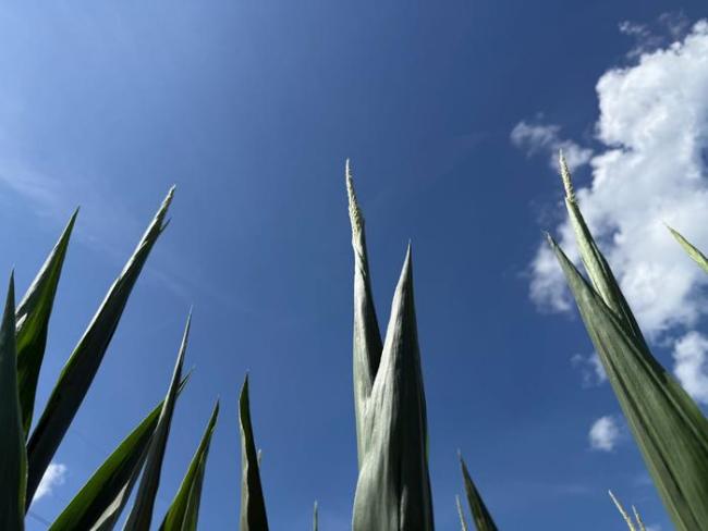 美玉米“丑照”疯传，丰收预期遭质疑，玉米期货升至一周高点 市场担忧加剧