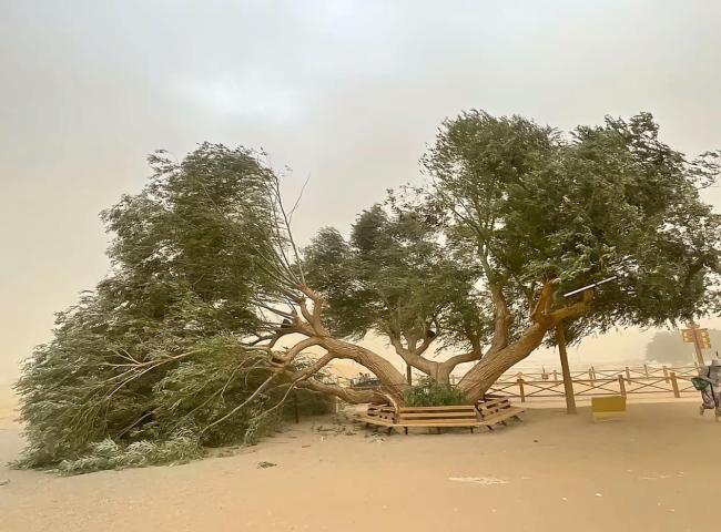 54岁夫妻柳“离婚”：树倒了 还活着 沙尘暴中的顽强生命