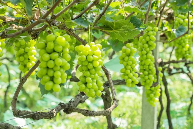 陽光玫瑰價格跌到9.9元都嫌貴 昔日“葡萄愛馬仕”隕落神話