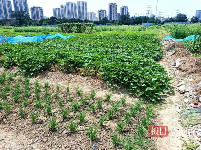 2女子菜地偷菜被抓后赔2000 深夜监控拍下作案现场