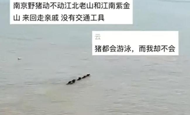 保护站称野猪游过长江比拟稀有 生态变迁激发暖和