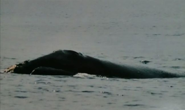 只剩几十头！科学家靠声音找到“消失”的北太平洋露脊鲸