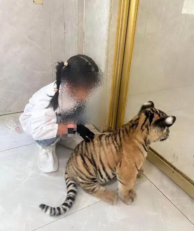 当地通报女童在动物园被幼虎咬伤